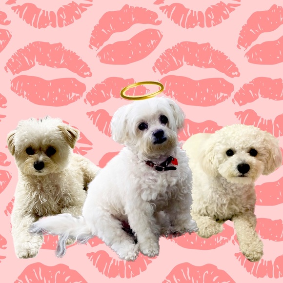 Meet your Posher, Marcia - Picture 1 of 1